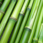 Bamboo image