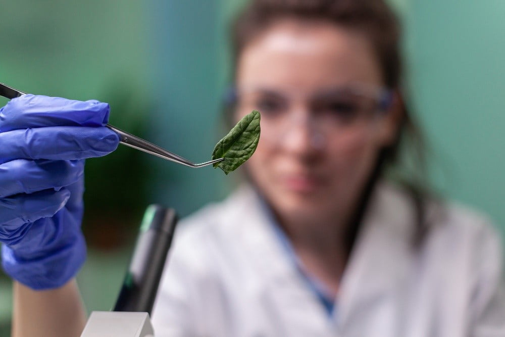scientist-researcher-examining-genetically-modified-green-leaf-microscope
