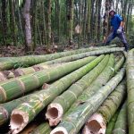 bamboo farming