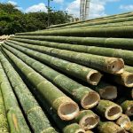Bamboo Farming