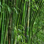 Bambooram Bamboo Farming