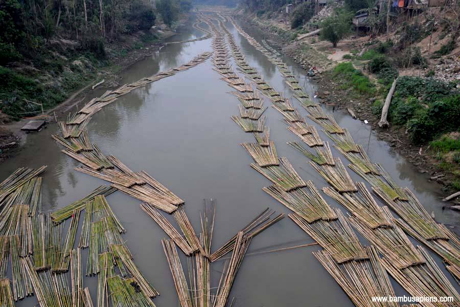 Mizoram bamboo