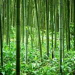 bamboo farming