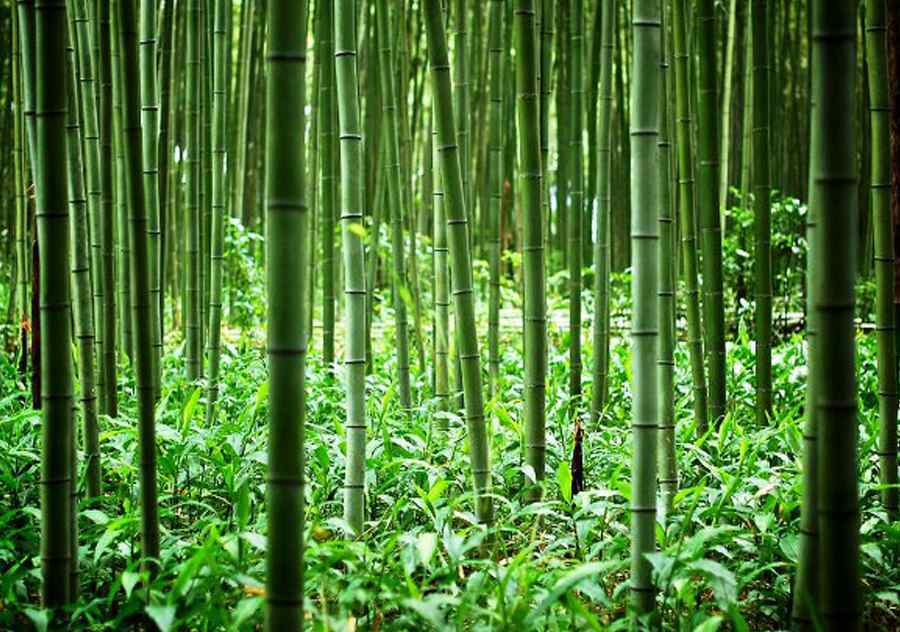 bamboo farming