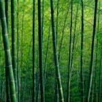 Bamboo Farming: The Future of Sustainable Agriculture