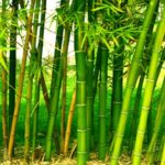 Green Gold: Bamboo Farming as the Future of Indian Agriculture