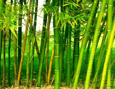 Green Gold Bamboo