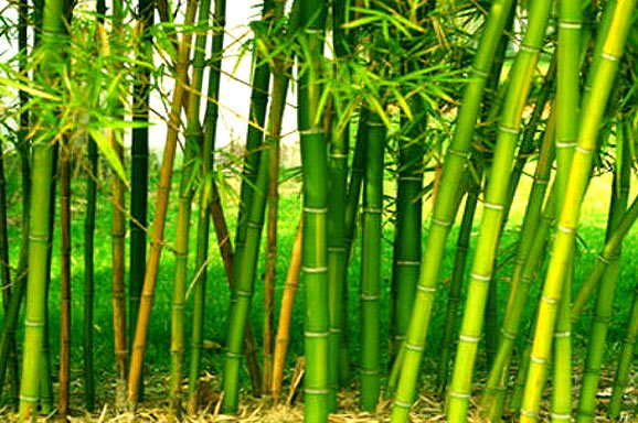 Green Gold Bamboo