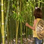 Bamboo: Sustainable Solutions for a Greener Future