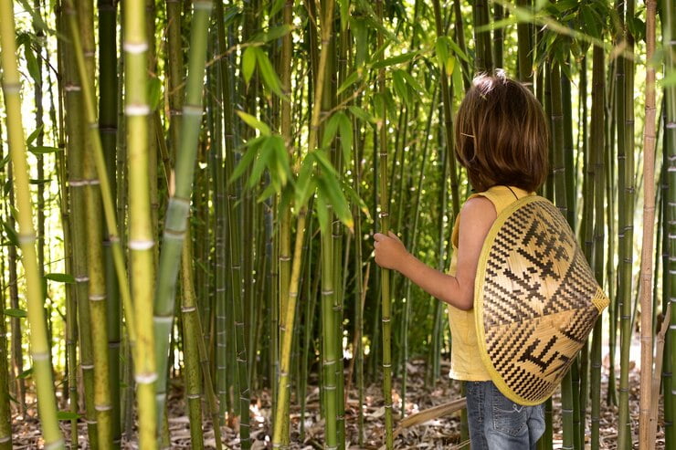 Bamboo: Sustainable Solutions for a Greener Future