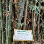 Bambusa Balcooa