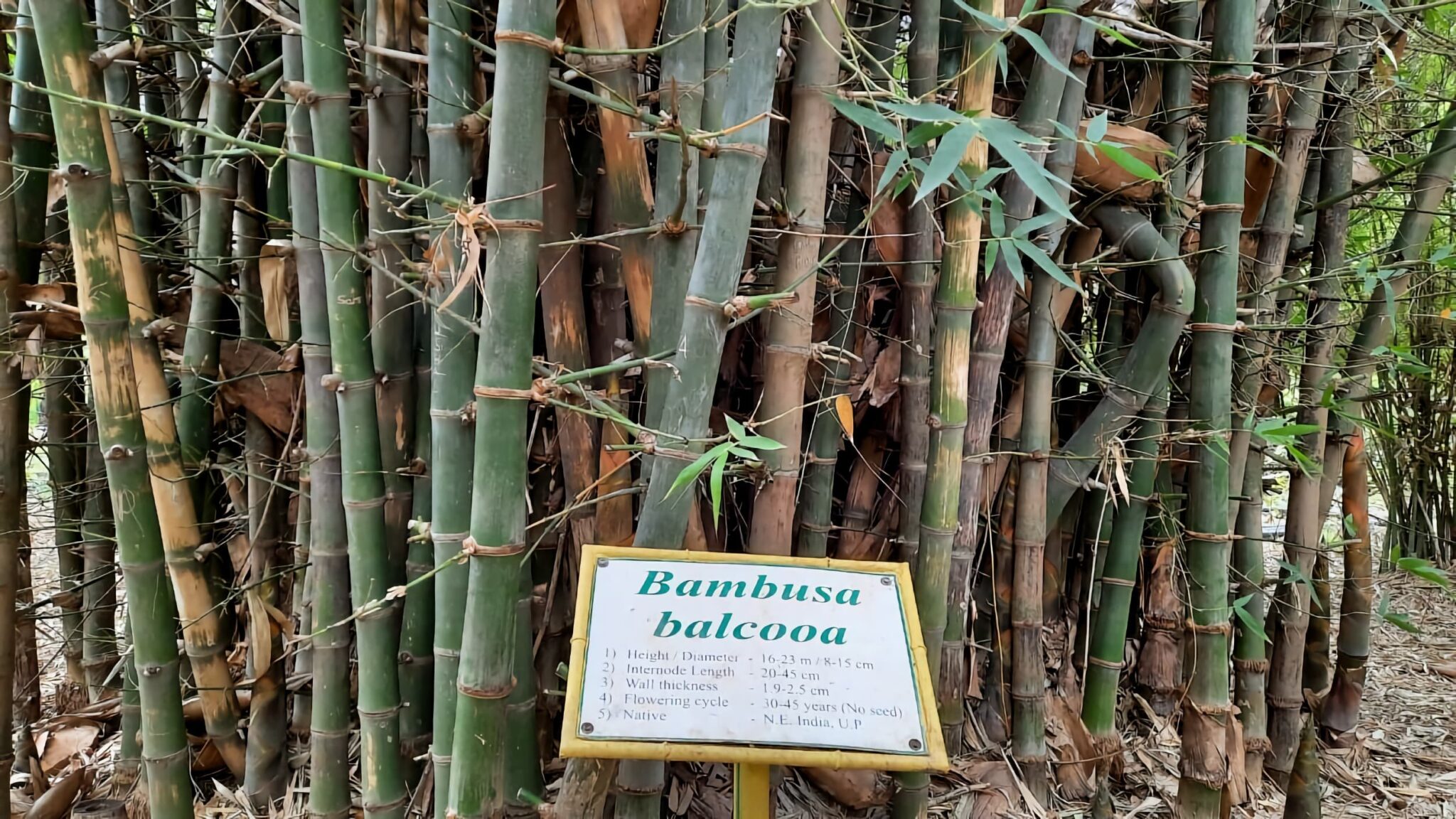 Bambusa Balcooa: Magic starts with one simple choice