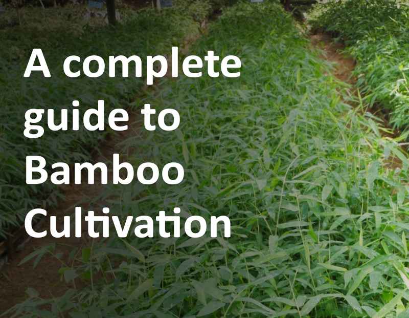 Bamboo Growth Plan after Plantation