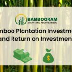Bamboo Plantation Investment and Return on Investment